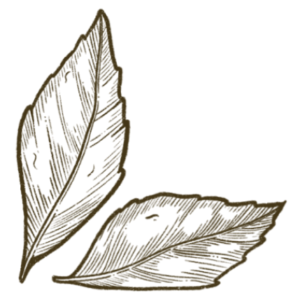 Smoky-leaf